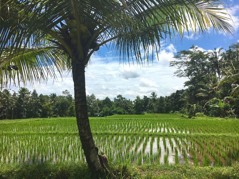 Indonesia, Bali, Ubud, Индонезия, Бали, Убуд, rice field, рисовые поля